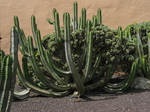 27868 Cacti at Mirador Morro Velosa.jpg